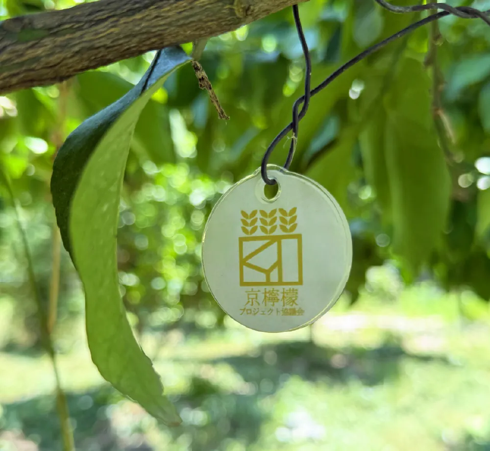京檸檬